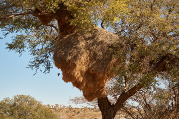 Camel thorn tree (Vachellia erioloba) with sociable weaver birds nest in Namibia