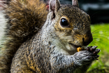 Obraz premium Ardilla Hyde Park LOndon