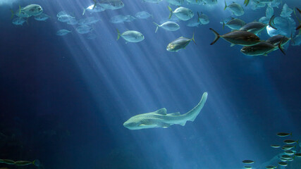 Ocean shark swimming