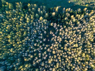 Aerial view of forest in autumn with colorful trees. Drone photography.