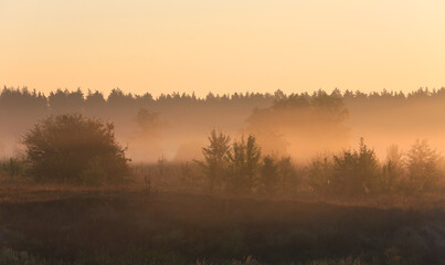 Fototapeta na wymiar early morning landscape in forest