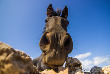 caballo menorca
