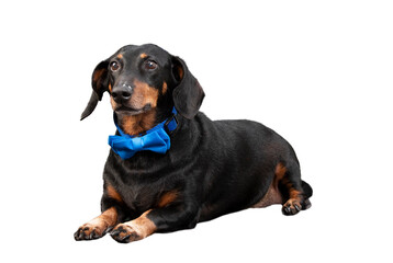 Black Dachshund Wearing Blue Bow Tie Isolated On White With Copyspace