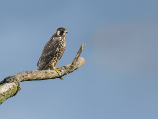 Peregrine Falcon  Standing on Dead Tree Branch  on Blue Sky, Portrait