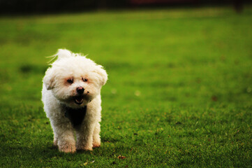 perro