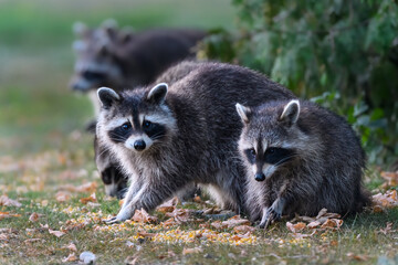 Two young raccoons kits closeup portrait in summer
