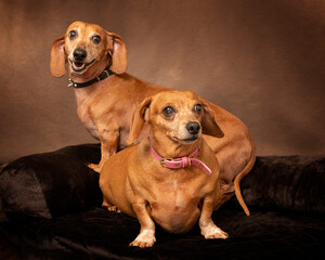 Two Dachshunds Against Brown Background With Copyspace