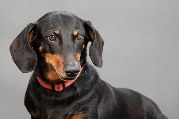 Black and Red Standard Dachshund Close-up Against Gray with Copyspace