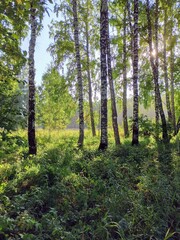 Obraz premium birch forest in summer