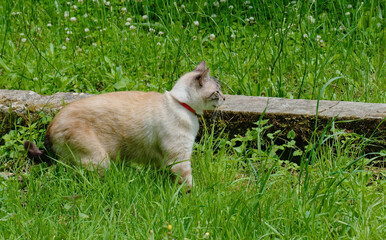 Chat siamois à l'affut dans l'herbe .