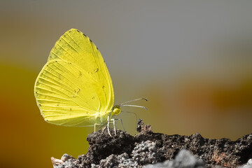 Yellow butterfly sitting on ground'