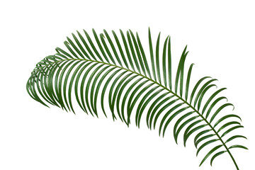 Tropical green palm branch on white isolated background. Design element. Cut out. Symbol of beach. Copy space