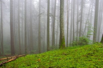 forest in the fog. mountain scene