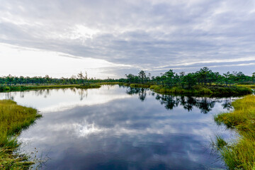 beautiful bog and marsh landscape with small lakes