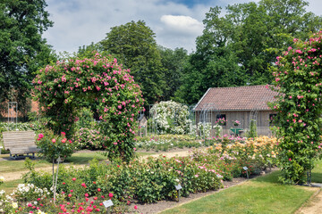 Fototapeta na wymiar Dutch rose garden with footpath, wooden bench and pergola