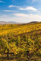 Vineyards near Dolni Dunajovice in Palava region, Southern Moravia, Czech Republic