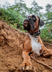 boxer dog brown white animal