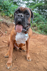 boxer dog brown white animal