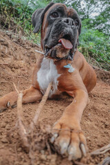 boxer dog brown white animal