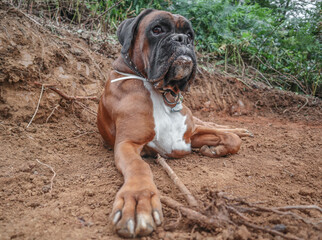 boxer dog brown white animal