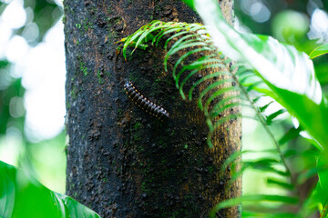 Centipede in Rain Forest. Soconusco region in Chiapas, Mexico.