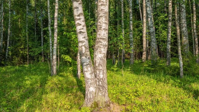 Admirable birch grove by diffused daylight in summer time. Hyperlapse, camera movement to the right, 4k.