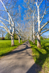 Plane alley in the castle park in Straznice, Southern Moravia, Czech Republic