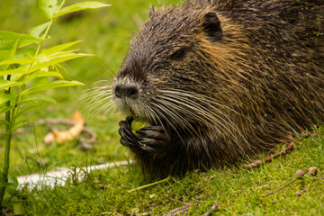 Biber in freier Wildbahn beim fressen einer Haselnuss