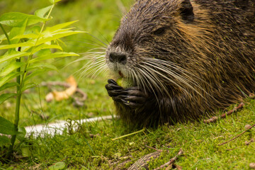 Biber in freier Wildbahn beim fressen einer Haselnuss