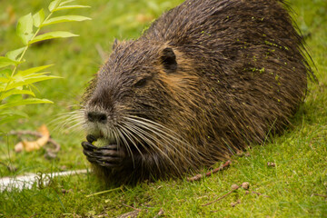 Biber in freier Wildbahn beim fressen einer Haselnuss