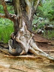 Gnarly Tree