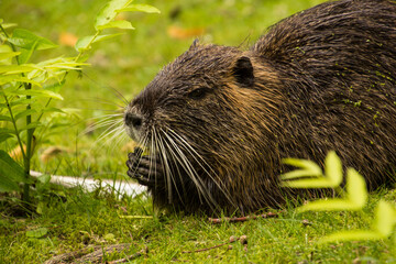 Biber in freier Wildbahn beim fressen einer Haselnuss