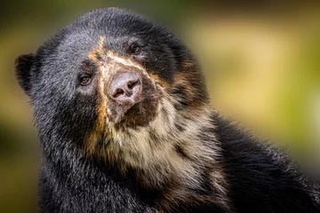 Foto auf Glas closeup of a spectacled black bear © Ralph Lear