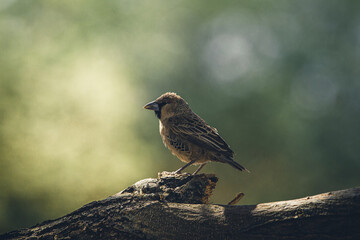 Sparrow on a branch