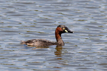 水の滴るカイツブリ
