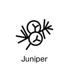 Juniper vector icon. Trending fragrance. Top notes, scent, perfume, aromatic essence, cream, soap, cosmetics. Branch, berry. 