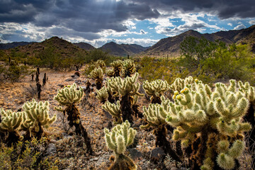 Teddy Bear Cholla lit up