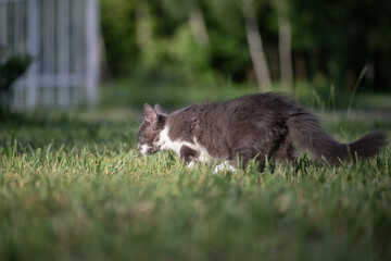 Beautiful gray purebred kitten in the park.