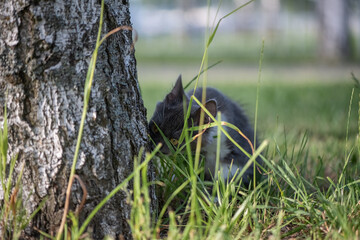 Beautiful gray purebred kitten in the park.