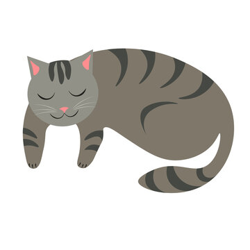 Cute gray kitten lies on its stomach and sleeps soundly, cute funny kitten portrait. Flat art vector illustration