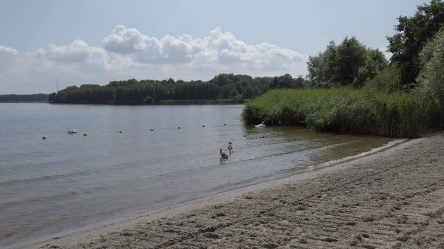 Mute swans and young family swim in lake
