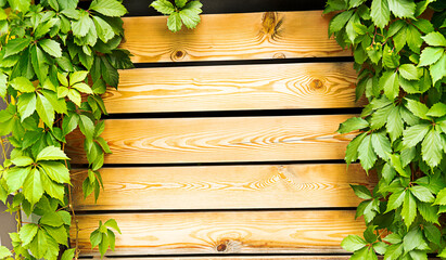 Green ivy leaves on wooden dies, natural decor background