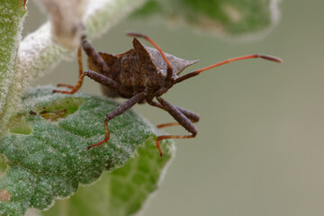 True bug (Coreus marginatus) on a leaf