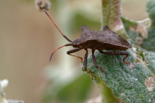 True bug (Coreus marginatus) on a leaf