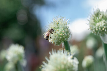 bee flies by the grass garlic in the garden
