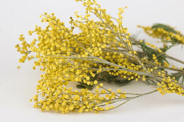 Sprigs of mimosa on a white background. Spring concept
