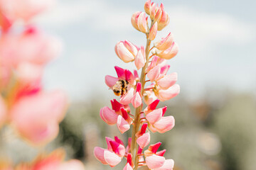lupine pink flower in the garden
