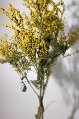 Sprigs of mimosa on a white background. Spring concept