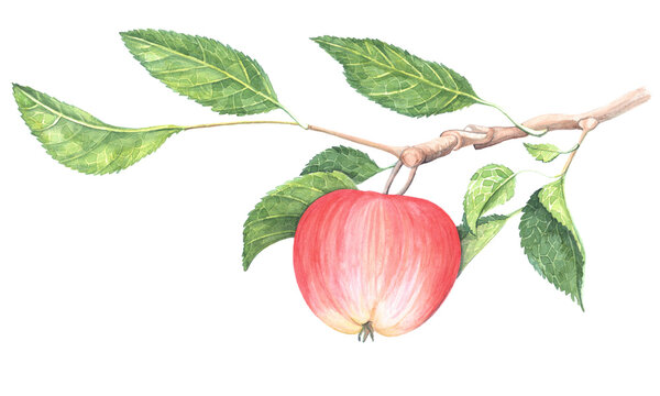 10 0 Best Apple Blossom Drawing Images Stock Photos Vectors Adobe Stock