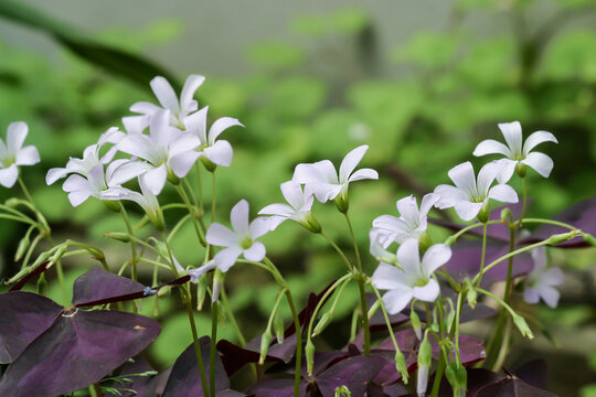 Oxalis purple flowers growing in a garden